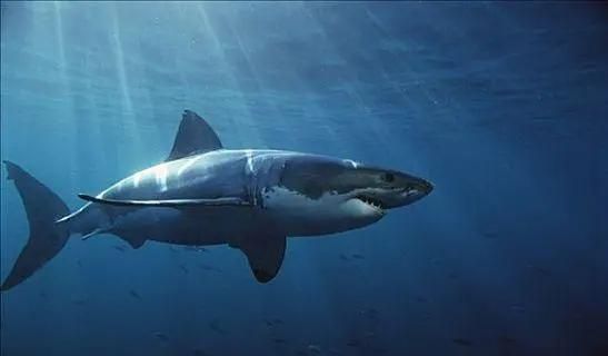 大白鯊魚，奇趣海洋之最-大白鯊篇 大白鯊魚，奇趣海洋之最-大白鯊篇 龍魚百科 第1張