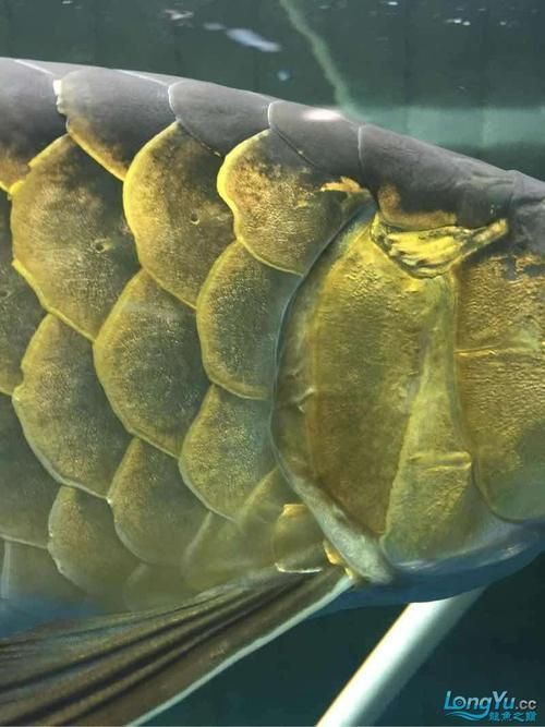 如何判斷龍魚鰓蓋傷是否嚴重，龍魚鰓蓋傷診斷