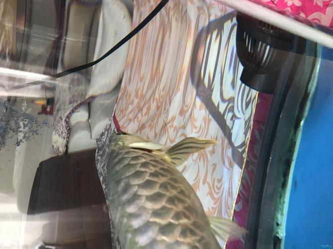 如何判斷龍魚鰓蓋傷是否嚴重，龍魚鰓蓋傷診斷