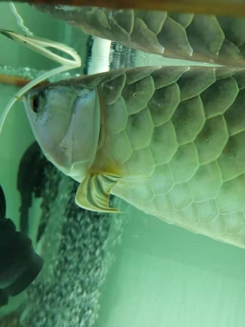 如何判斷龍魚鰓蓋傷是否嚴重，龍魚鰓蓋傷診斷