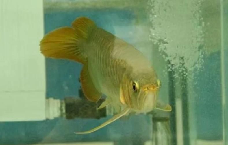 如何判斷龍魚鰓蓋傷是否嚴重，龍魚鰓蓋傷診斷