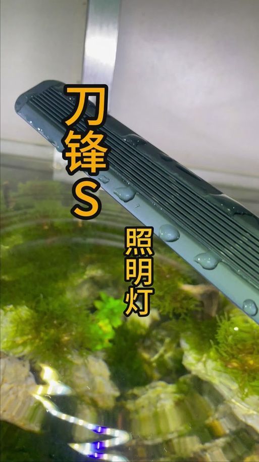 有哪些性價比高的龍魚燈品牌推薦，性價比高的龍魚燈品牌推薦 有哪些性價比高的龍魚燈品牌推薦，性價比高的龍魚燈品牌推薦 龍魚百科 第10張