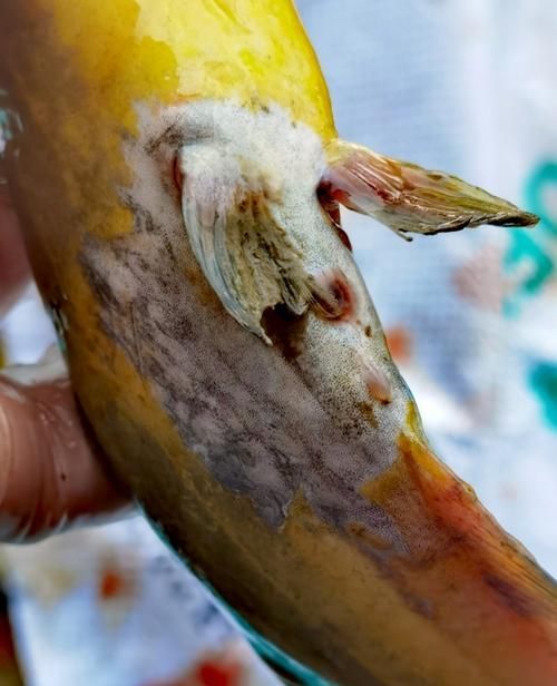 魚腹水病如何治療,水產(chǎn)養(yǎng)殖中常見的魚腹水病是水產(chǎn)養(yǎng)殖中常見的細菌性綜合征 龍魚百科 第3張 魚腹水病如何治療,水產(chǎn)養(yǎng)殖中常見的魚腹水病是水產(chǎn)養(yǎng)殖中常見的細菌性綜合征 魚腹水病如何治療,水產(chǎn)養(yǎng)殖中常見的魚腹水病是水產(chǎn)養(yǎng)殖中常見的細菌性綜合征 龍魚百科 第3張