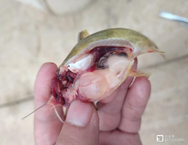 魚腹水病如何治療,水產(chǎn)養(yǎng)殖中常見的魚腹水病是水產(chǎn)養(yǎng)殖中常見的細菌性綜合征 龍魚百科 第1張 魚腹水病如何治療,水產(chǎn)養(yǎng)殖中常見的魚腹水病是水產(chǎn)養(yǎng)殖中常見的細菌性綜合征 魚腹水病如何治療,水產(chǎn)養(yǎng)殖中常見的魚腹水病是水產(chǎn)養(yǎng)殖中常見的細菌性綜合征 龍魚百科 第1張