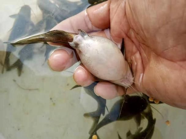 魚腹水病如何治療,水產(chǎn)養(yǎng)殖中常見的魚腹水病是水產(chǎn)養(yǎng)殖中常見的細菌性綜合征 龍魚百科 第5張 魚腹水病如何治療,水產(chǎn)養(yǎng)殖中常見的魚腹水病是水產(chǎn)養(yǎng)殖中常見的細菌性綜合征 魚腹水病如何治療,水產(chǎn)養(yǎng)殖中常見的魚腹水病是水產(chǎn)養(yǎng)殖中常見的細菌性綜合征 龍魚百科 第5張