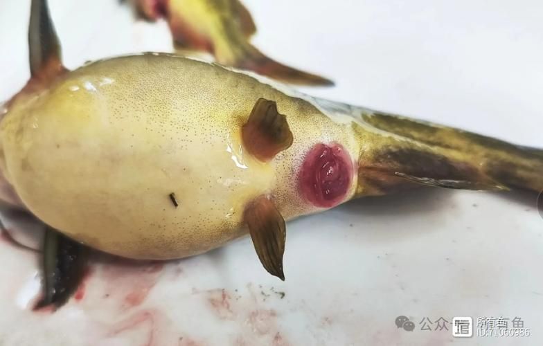 魚腹水病如何治療,水產(chǎn)養(yǎng)殖中常見的魚腹水病是水產(chǎn)養(yǎng)殖中常見的細菌性綜合征 龍魚百科 第4張 魚腹水病如何治療,水產(chǎn)養(yǎng)殖中常見的魚腹水病是水產(chǎn)養(yǎng)殖中常見的細菌性綜合征 魚腹水病如何治療,水產(chǎn)養(yǎng)殖中常見的魚腹水病是水產(chǎn)養(yǎng)殖中常見的細菌性綜合征 龍魚百科 第4張
