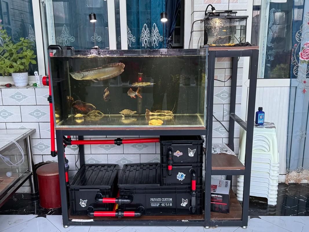 彩鰈品牌哪個型號最好?,專業水族箱彩鰈(cade) 龍魚百科 第4張 彩鰈品牌哪個型號最好?,專業水族箱彩鰈(cade) 彩鰈品牌哪個型號最好?,專業水族箱彩鰈(cade) 龍魚百科 第4張