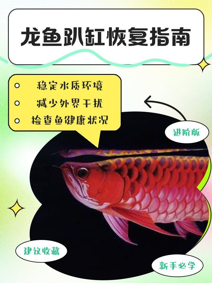 紅龍趴缸后如何恢復食欲，紅龍魚趴缸后如何恢復食欲 紅龍趴缸后如何恢復食欲，紅龍魚趴缸后如何恢復食欲 龍魚百科 第2張