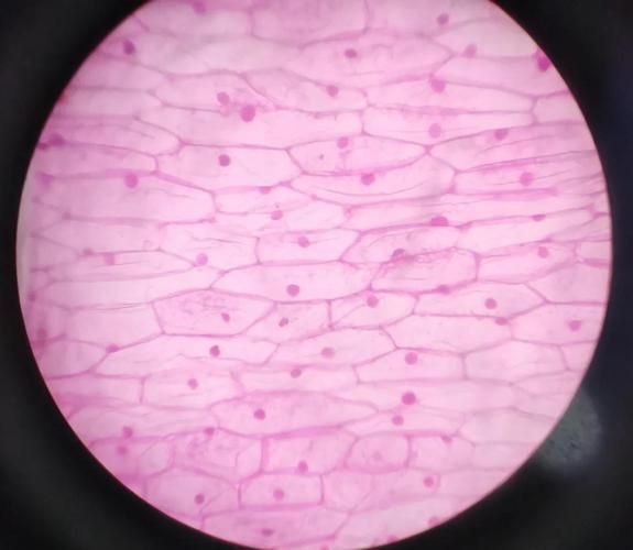 如何辨別頂級紅龍魚的真偽，如何辨別頂級紅龍魚 如何辨別頂級紅龍魚的真偽，如何辨別頂級紅龍魚 龍魚百科 第2張