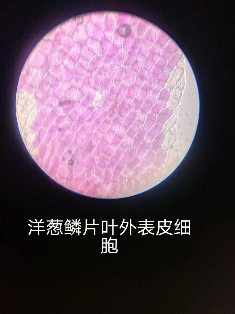 如何辨別頂級紅龍魚的真偽，如何辨別頂級紅龍魚 如何辨別頂級紅龍魚的真偽，如何辨別頂級紅龍魚 龍魚百科 第6張