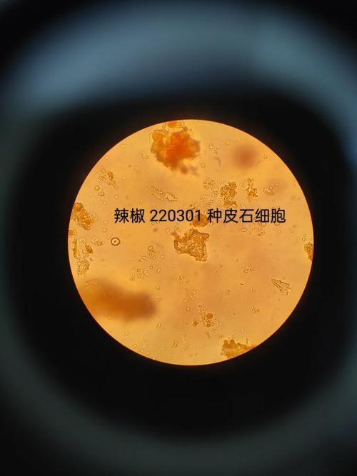 如何辨別頂級紅龍魚的真偽，如何辨別頂級紅龍魚 如何辨別頂級紅龍魚的真偽，如何辨別頂級紅龍魚 龍魚百科 第1張