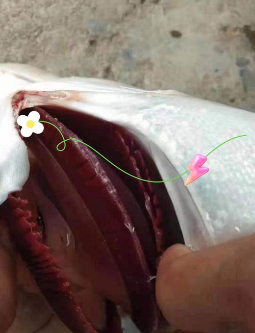 如何預防魚身上出現蛆狀寄生蟲,水產養殖動物疫病防控 龍魚百科 第6張 如何預防魚身上出現蛆狀寄生蟲,水產養殖動物疫病防控 如何預防魚身上出現蛆狀寄生蟲,水產養殖動物疫病防控 龍魚百科 第6張