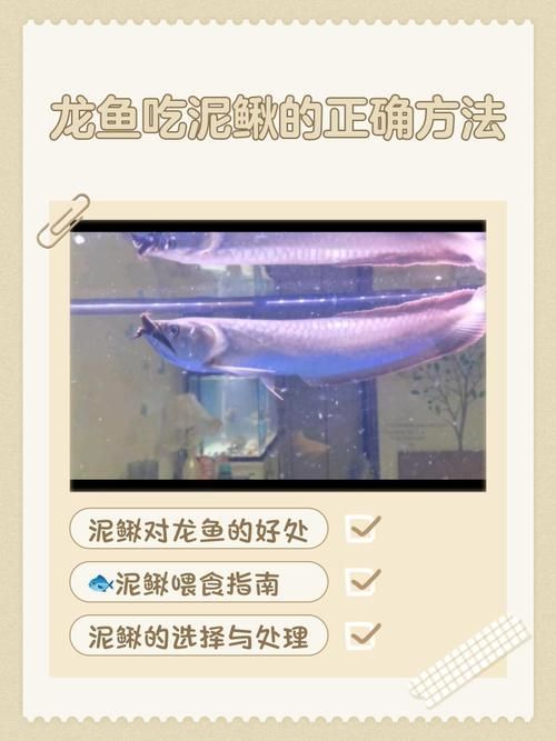 有哪些活餌適合龍魚投喂 龍魚百科 第5張 有哪些活餌適合龍魚投喂 有哪些活餌適合龍魚投喂 龍魚百科 第5張