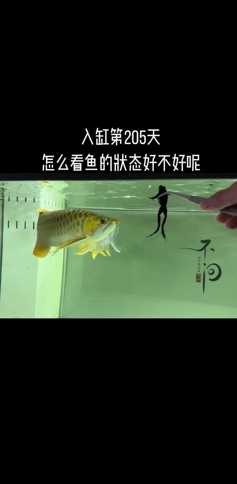 紅龍魚多久不吃東西會餓死，紅龍魚多久不吃東西不會餓死，新手飼養者可能會困惑