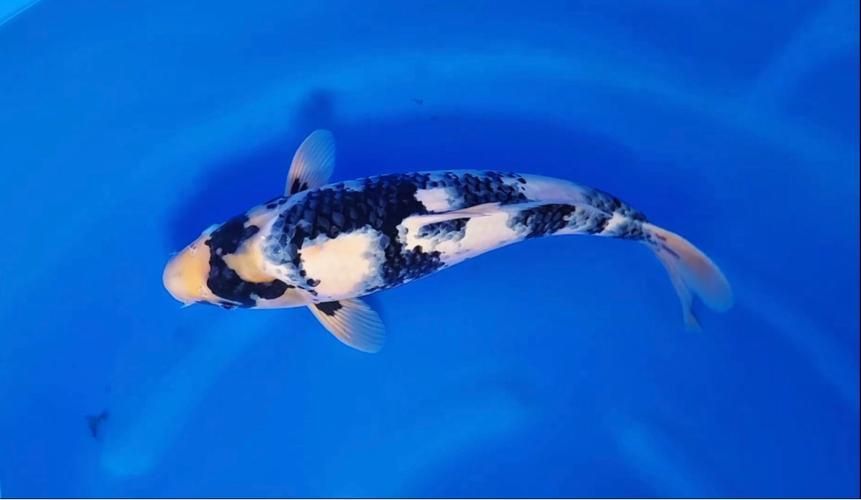 白寫錦鯉的養殖技巧，mcp工具“白寫錦鯉”的養護難點（shiroutsuri） 白寫錦鯉的養殖技巧，mcp工具“白寫錦鯉”的養護難點（shiroutsuri） 龍魚百科 第1張