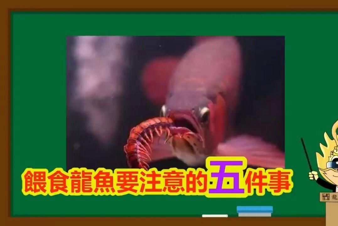 龍魚喂魚糧有哪些注意事項(xiàng)？，魚喂食時(shí)需注意以下幾點(diǎn)：選擇適合龍魚口味的魚糧 龍魚喂魚糧有哪些注意事項(xiàng)？，魚喂食時(shí)需注意以下幾點(diǎn)：選擇適合龍魚口味的魚糧 龍魚百科 第3張