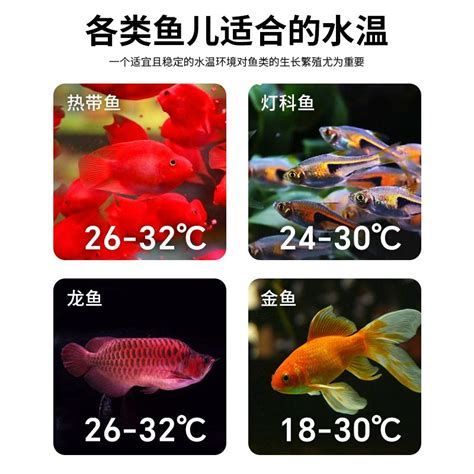 龍魚31度需要多久降溫一次，31℃需要多久降溫一次 龍魚31度需要多久降溫一次，31℃需要多久降溫一次 龍魚百科 第1張