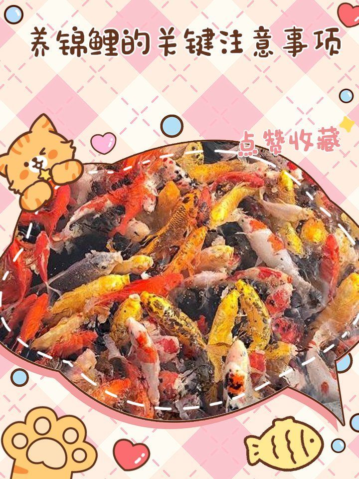 龍鳳錦鯉多久換一次水？，龍鳳錦鯉多久換一次水