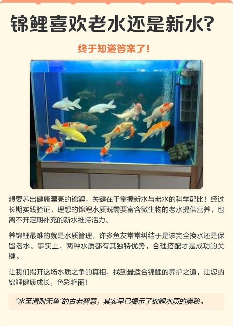 龍鳳錦鯉多久換一次水？，龍鳳錦鯉多久換一次水