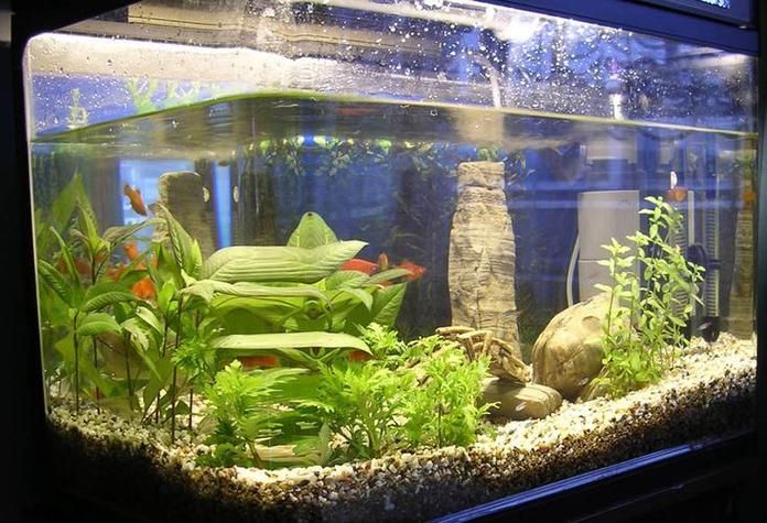 如何購(gòu)買麥肯斯銀版魚(yú)？，→購(gòu)買麥肯斯銀版魚(yú)需補(bǔ)充1000字說(shuō)明和配圖