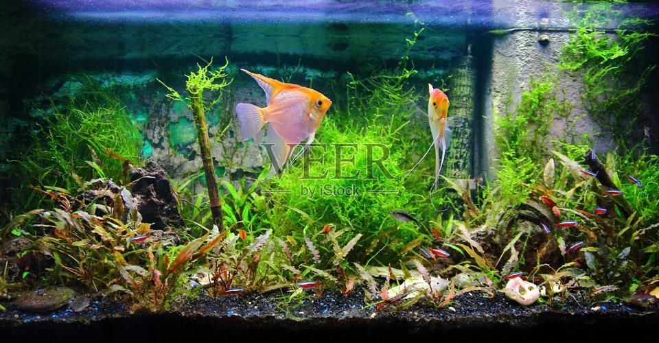 如何購(gòu)買麥肯斯銀版魚(yú)？，→購(gòu)買麥肯斯銀版魚(yú)需補(bǔ)充1000字說(shuō)明和配圖