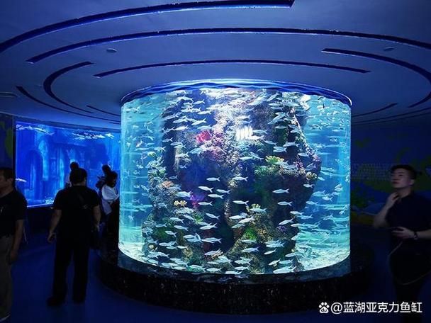 如何購(gòu)買麥肯斯銀版魚(yú)？，→購(gòu)買麥肯斯銀版魚(yú)需補(bǔ)充1000字說(shuō)明和配圖