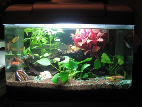 如何購(gòu)買麥肯斯銀版魚(yú)？，→購(gòu)買麥肯斯銀版魚(yú)需補(bǔ)充1000字說(shuō)明和配圖