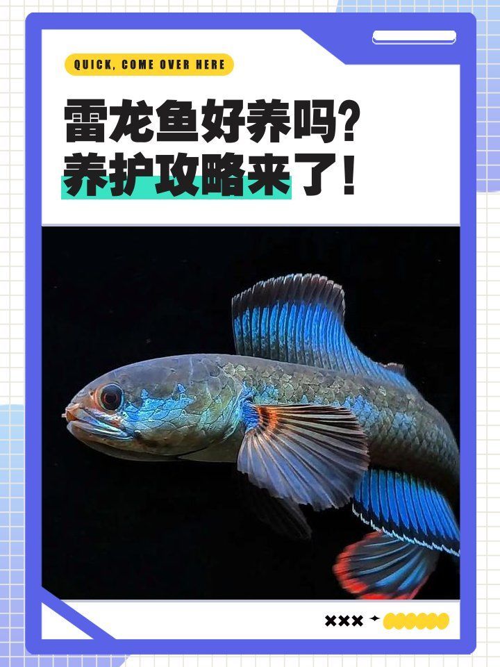 冷水雷龍魚飼養難度如何？，冷水雷龍魚好養嗎養護攻略來了寵物健康日志