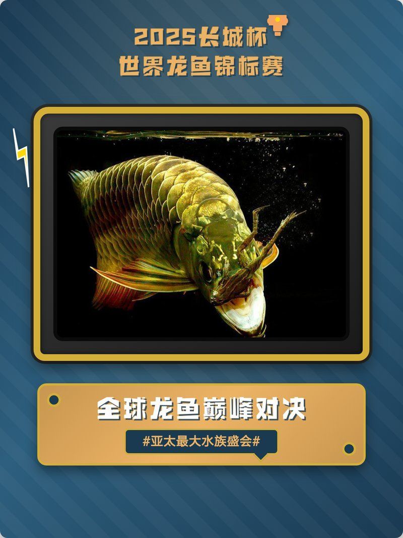 2025長城杯龍魚大賽，2025長城杯龍魚大賽的基本信息