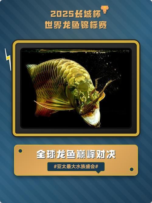2025長城杯龍魚大賽，2025長城杯龍魚大賽的基本信息