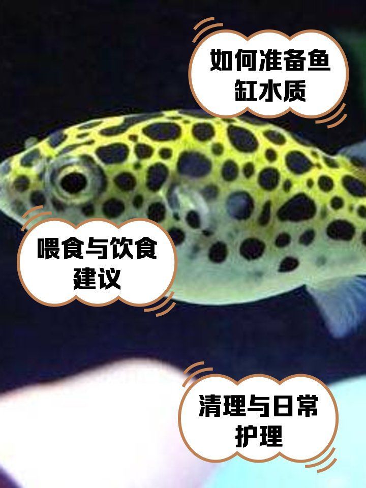 如何為潛水艇魚提供健康環境？，新手怎么才能養好潛水艇魚