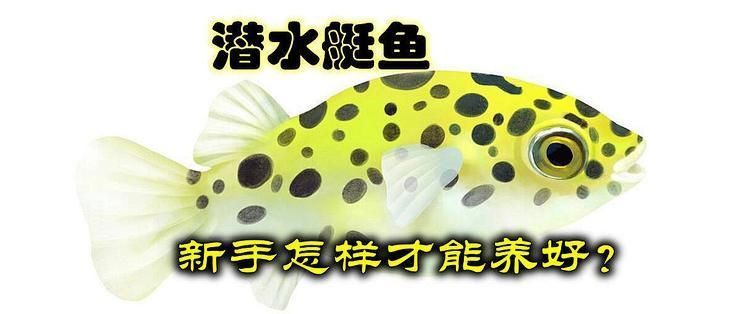如何為潛水艇魚提供健康環境？，新手怎么才能養好潛水艇魚