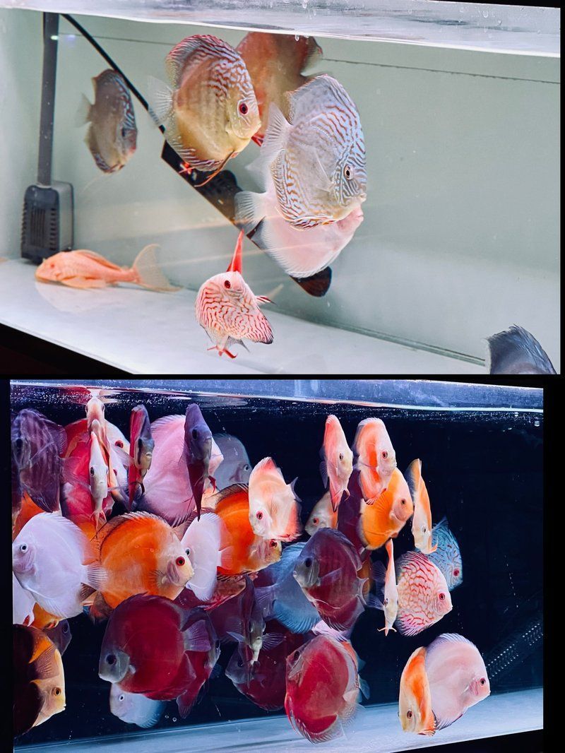 這兩個魚場哪個有紅金龍魚？，西安祥龍魚場