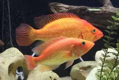 紅老虎魚的價(jià)格是多少？，紅老虎魚的價(jià)格