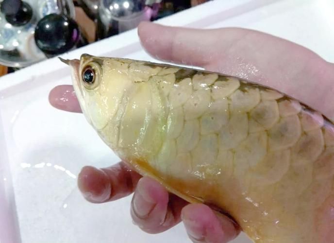 金龍魚哪個系列最受歡迎，金龍魚品種選購對比 金龍魚哪個系列最受歡迎，金龍魚品種選購對比 龍魚百科 第7張