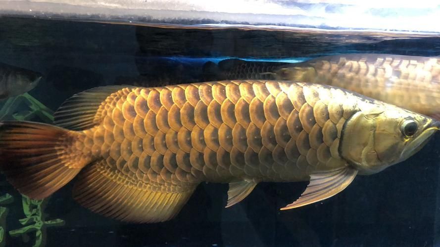 20厘米金頭過背金龍魚價格是多少 20厘米金頭過背金龍魚價格是多少 龍魚百科 第4張