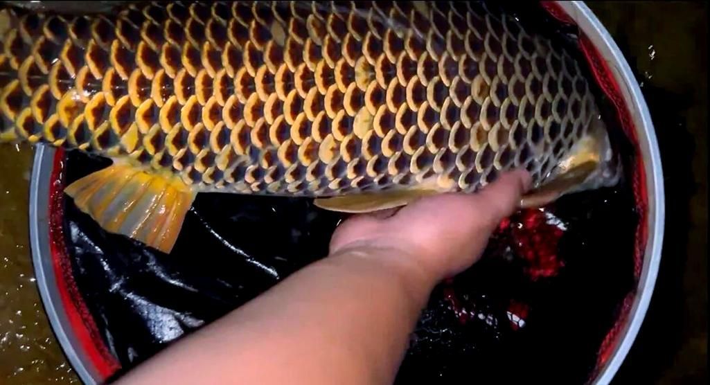 七紋巨鯉魚的市場價(jià)格是多少？，七紋巨鯉魚價(jià)格