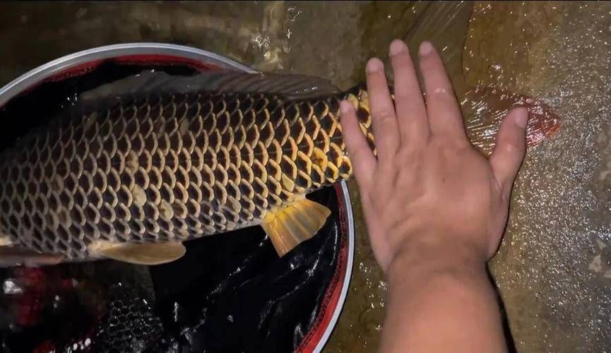 七紋巨鯉魚的市場價(jià)格是多少？，七紋巨鯉魚價(jià)格