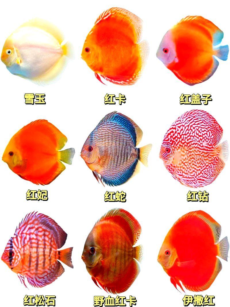 七彩神仙魚，七彩神仙魚品種大揭秘 七彩神仙魚，七彩神仙魚品種大揭秘 龍魚百科 第1張
