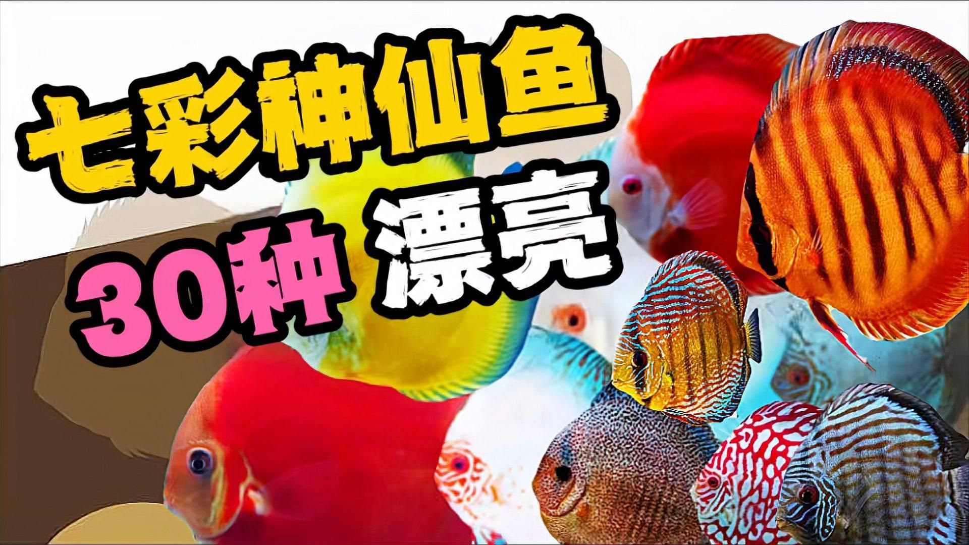 七彩神仙魚，七彩神仙魚品種大揭秘 七彩神仙魚，七彩神仙魚品種大揭秘 龍魚百科 第2張