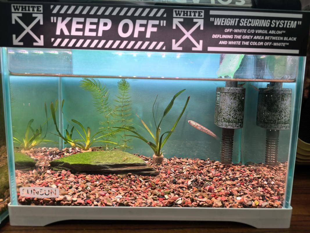 如何預(yù)防雷龍魚生病，如何科學(xué)預(yù)防雷龍魚生病