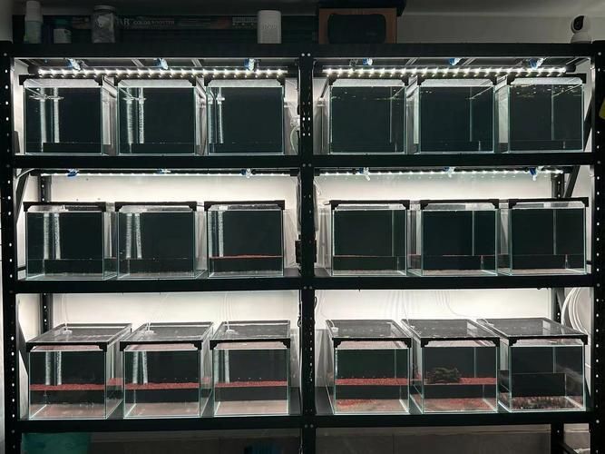 如何預(yù)防雷龍魚生病，如何科學(xué)預(yù)防雷龍魚生病