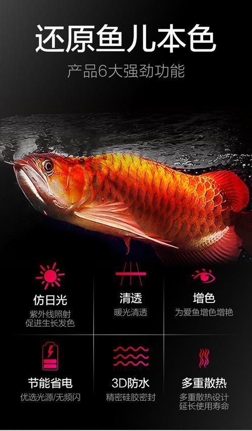 如何選擇適合紅龍的燈光品牌，紅龍魚發色燈推薦