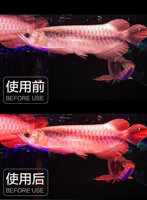 如何選擇適合紅龍的燈光品牌，紅龍魚發色燈推薦