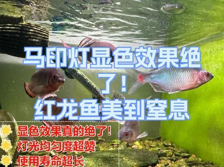 如何選擇適合紅龍的燈光品牌，紅龍魚發色燈推薦