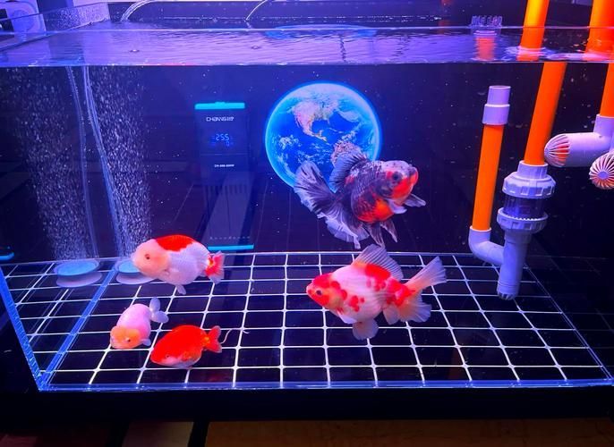 如何選擇適合紅龍的燈光品牌，紅龍魚發色燈推薦