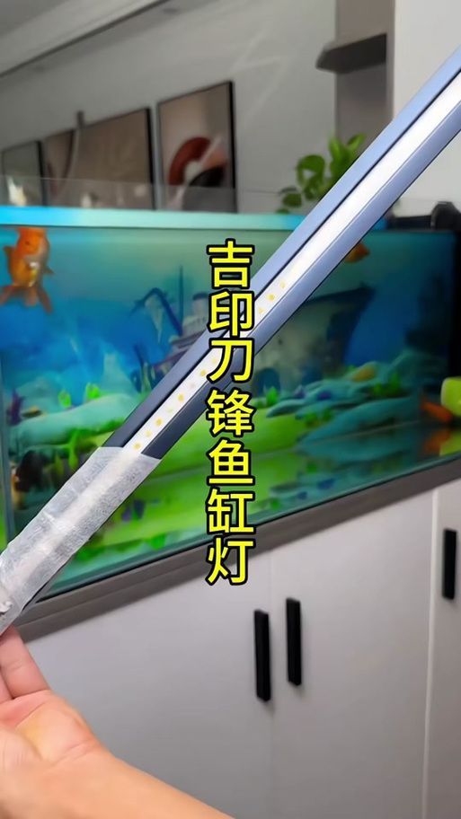 如何選擇適合紅龍的燈光品牌，紅龍魚發色燈推薦