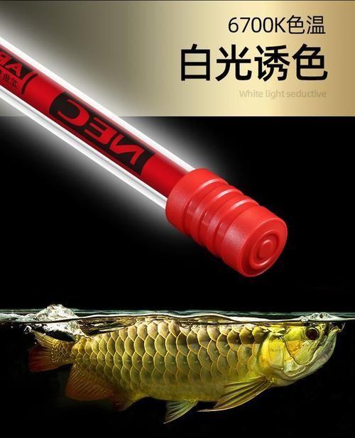 如何選擇適合紅龍的燈光品牌，紅龍魚發色燈推薦
