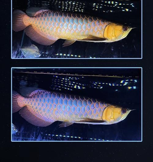如何選擇適合紅龍的燈光品牌，紅龍魚發色燈推薦