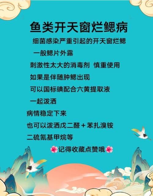 如何治療魚鰓蓋損傷，治療魚鰓蓋損傷 如何治療魚鰓蓋損傷，治療魚鰓蓋損傷 龍魚百科 第4張